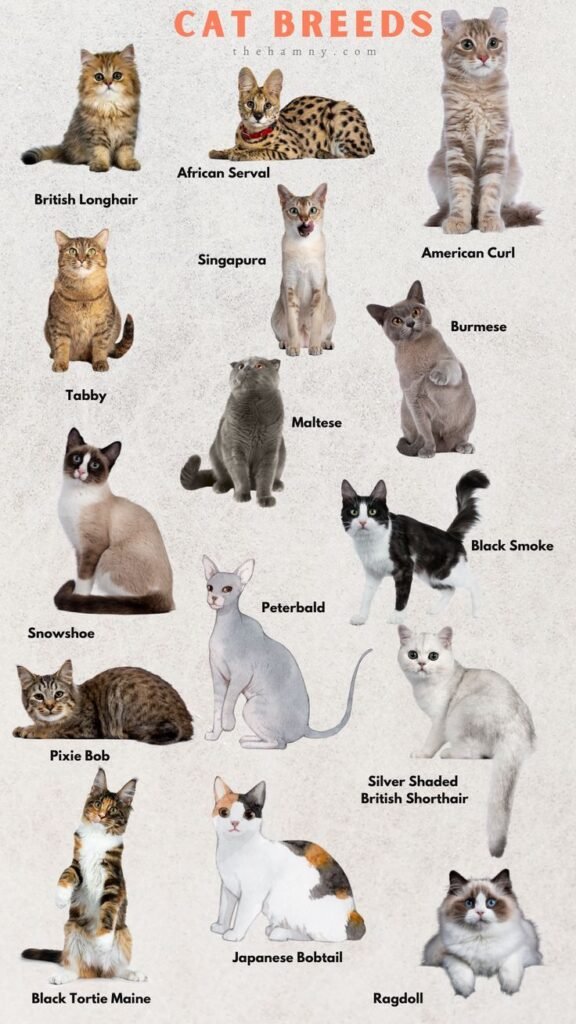 Cat Breeds: A Complete Guide to Finding Your Perfect Companion