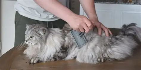 How to Groom a Cat at Home: Brushing, Nail Trimming, and Coat Care