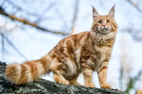 Maine Coon Cats: Personality, Size, Care, and What to Know Before Adopting.