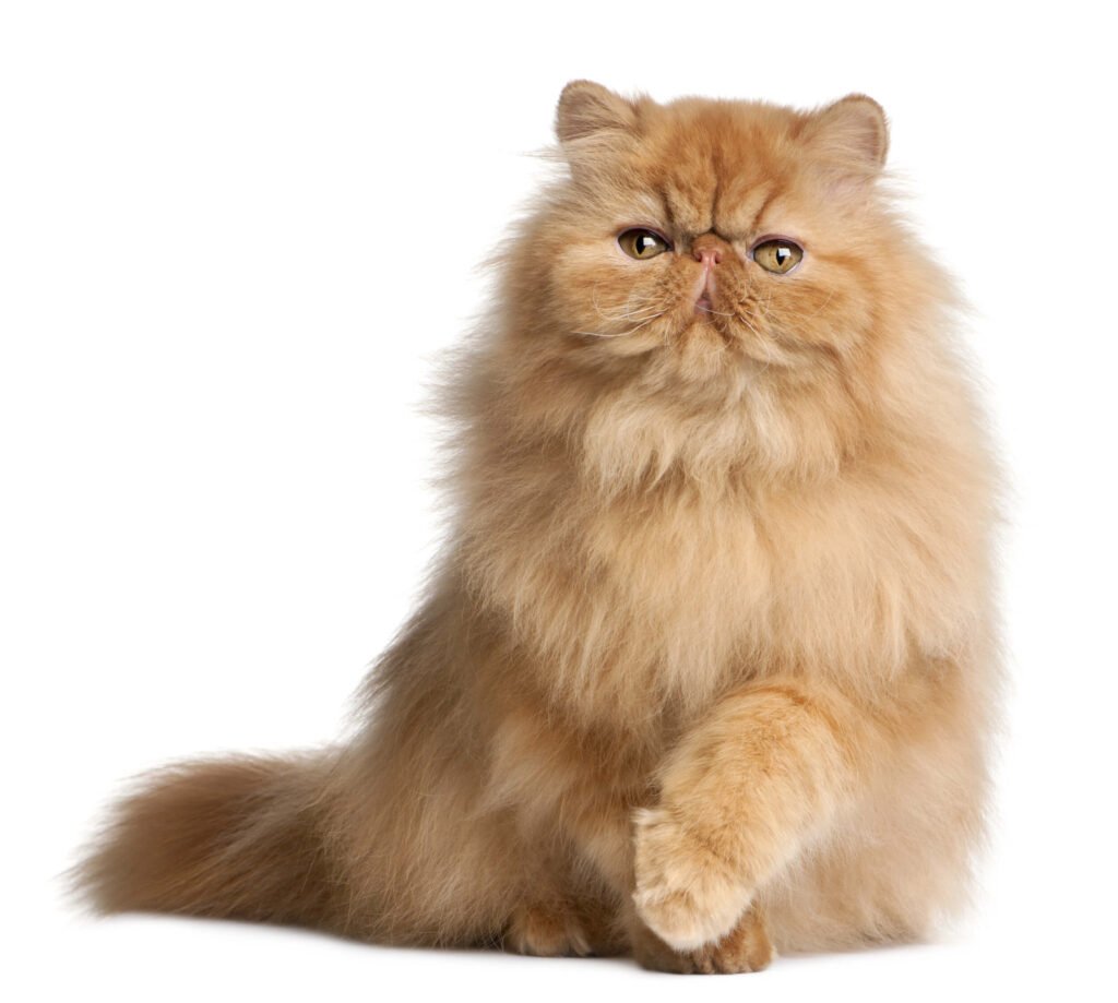 Persian Cats: Personality, Grooming, Health, and Complete Care Guide